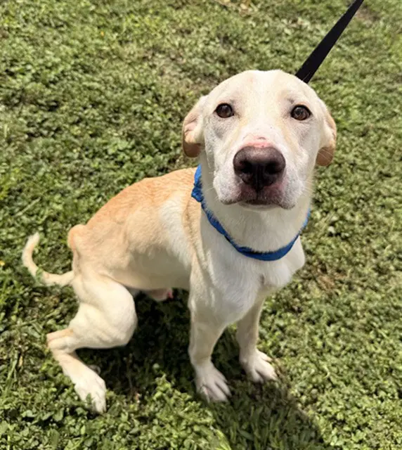 Nico - Labrador Retriever