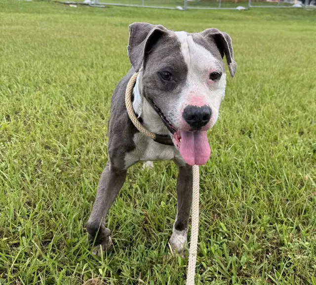 Twin - American Staffordshire Terrier