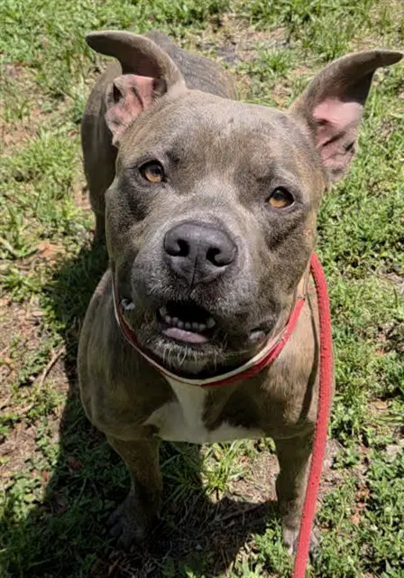 Squishy - American Staffordshire Terrier