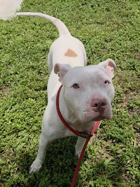 Diamond - American Staffordshire Terrier