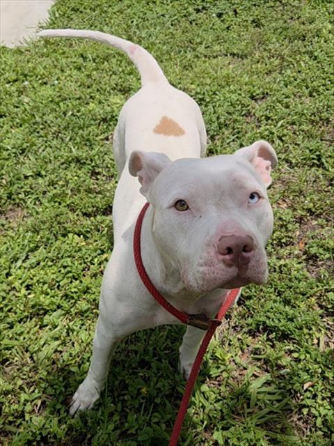 picture of the dog needing adoption