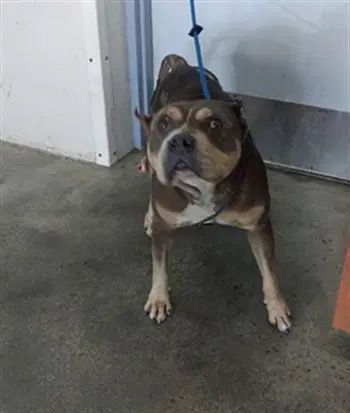 Felicity - American Staffordshire Terrier