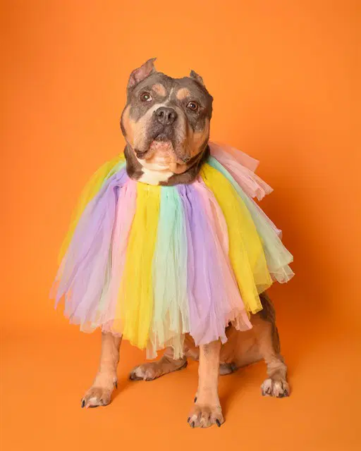 Felicity - American Staffordshire Terrier