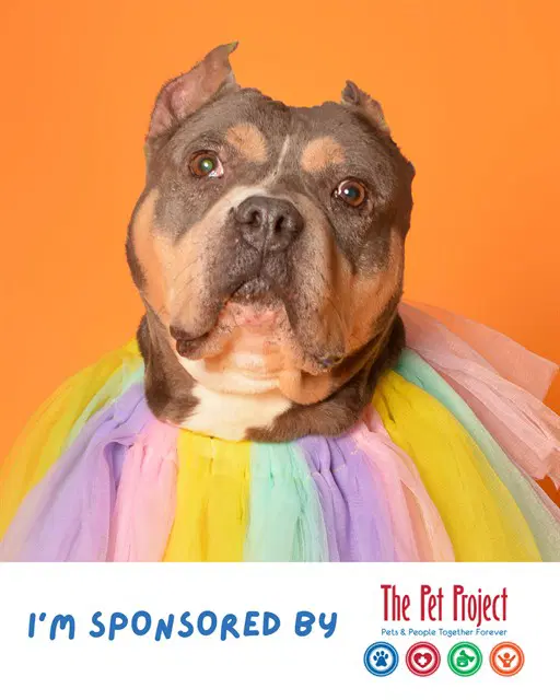 Felicity - American Staffordshire Terrier