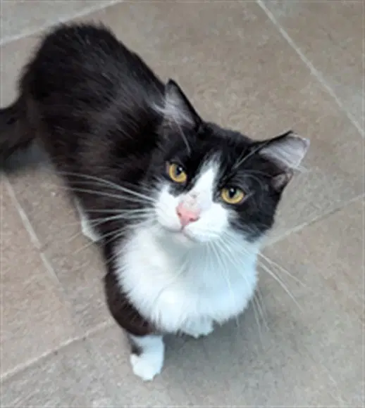 Puffer - Domestic Short Hair