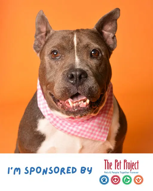 Della - American Staffordshire Terrier