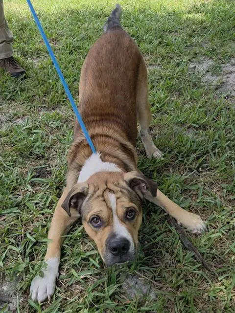Willson - American Staffordshire Terrier