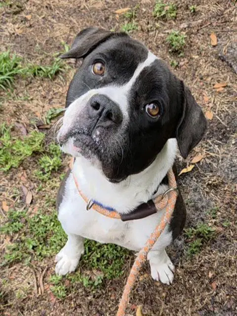 Brandon - American Staffordshire Terrier