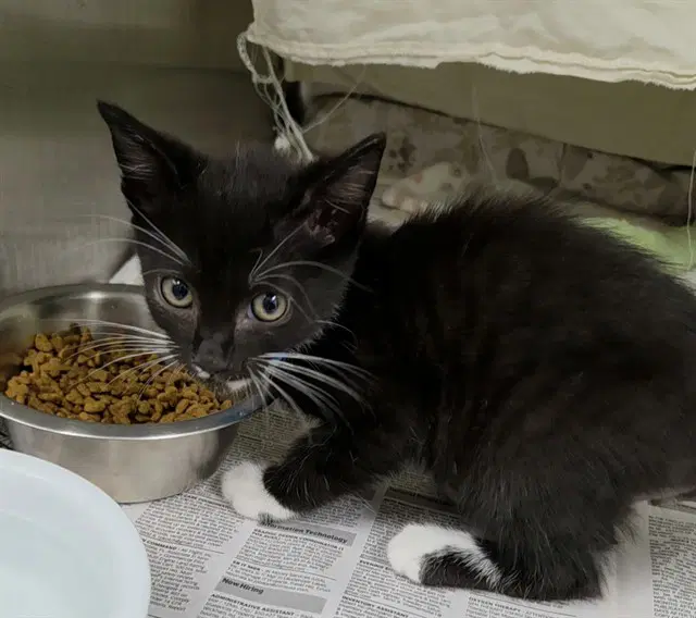 Unknown - Domestic Short Hair