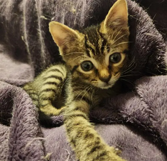 Bop It - Domestic Short Hair