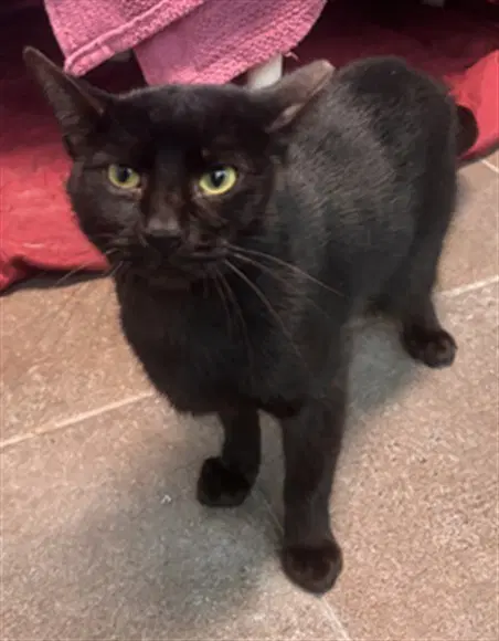 Spencer - Domestic Short Hair