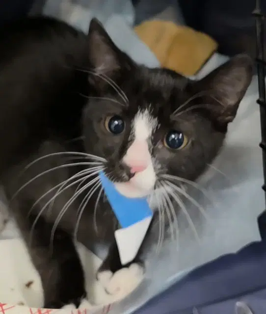 Unknown - Domestic Short Hair