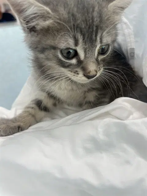 Harmony - Domestic Short Hair