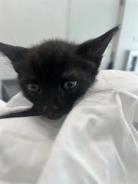 Symphony - Domestic Short Hair