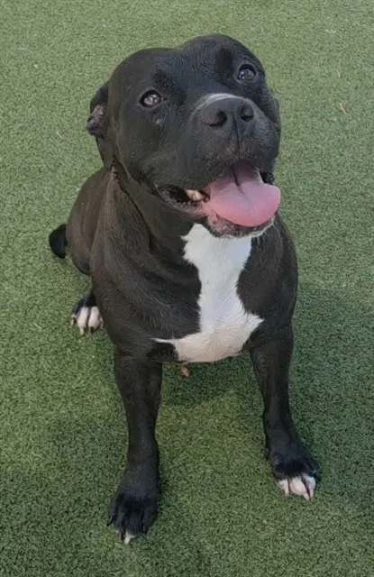 Harper - American Staffordshire Terrier