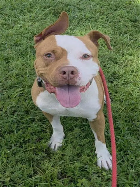 Cheddar - American Staffordshire Terrier