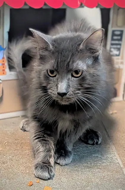 Wolfie - Domestic Short Hair