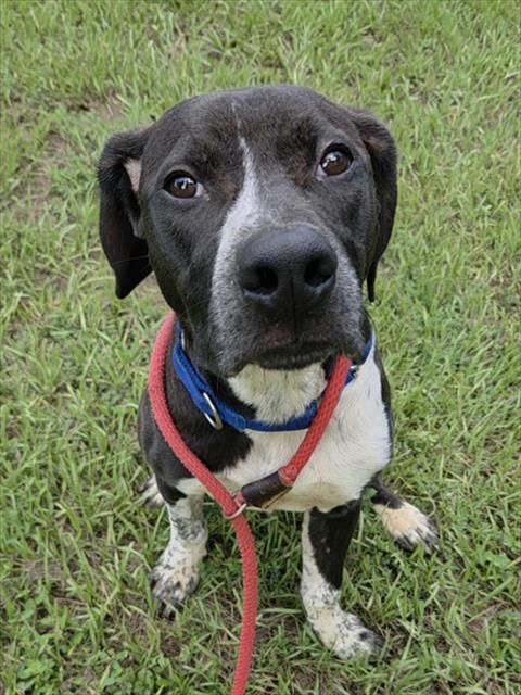 MIKEY, a dog for adoption from Broward County Animal Care & Regulation - Ft. Lauderdale
