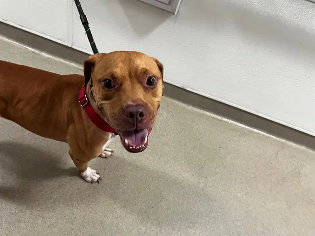 Cuckls - Pit Bull Terrier