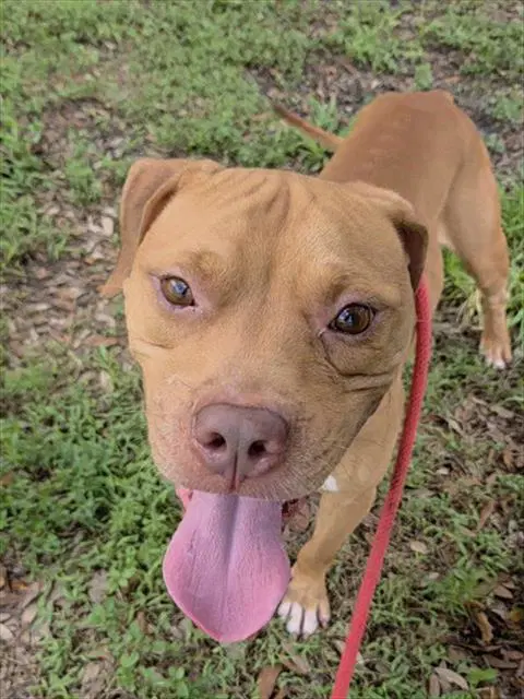 Chuckles - Pit Bull Terrier