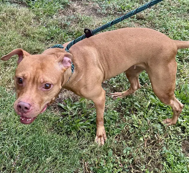 Honey - American Staffordshire Terrier