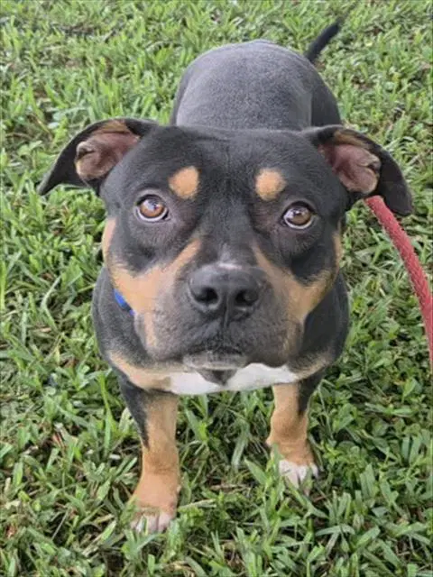 Monty - American Staffordshire Terrier