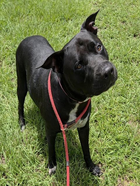 AMOR, a dog for adoption from Broward County Animal Care & Regulation - Ft. Lauderdale