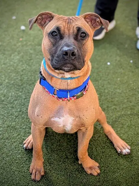 Nineteen - American Staffordshire Terrier