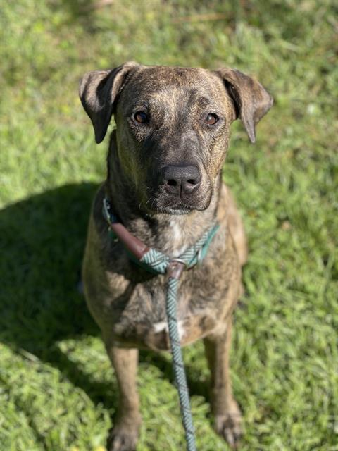 WIKI, a dog for adoption from Broward County Animal Care & Regulation - Ft. Lauderdale