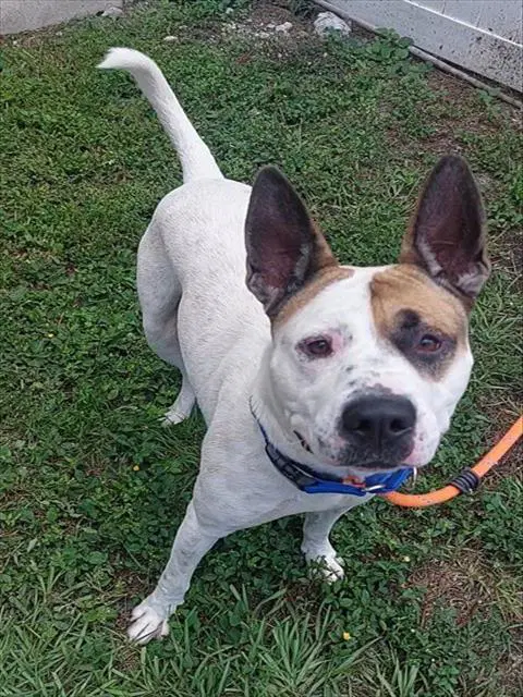 Orion - American Staffordshire Terrier
