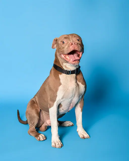 Wylder - Boxer