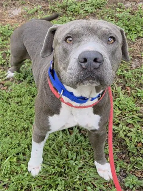 Bear - Pit Bull Terrier