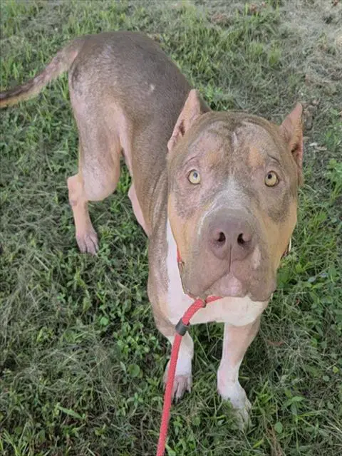 Lion - American Staffordshire Terrier