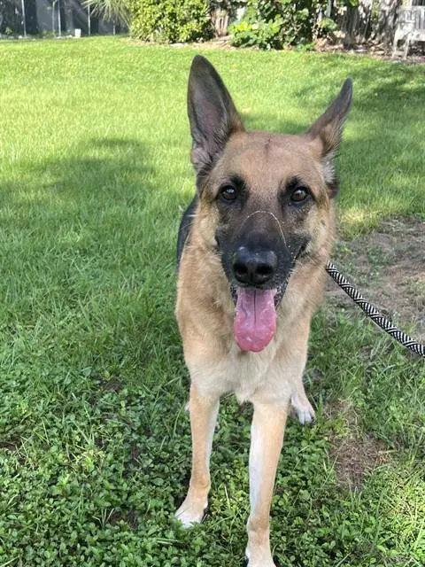Rocket - German Shepherd Dog