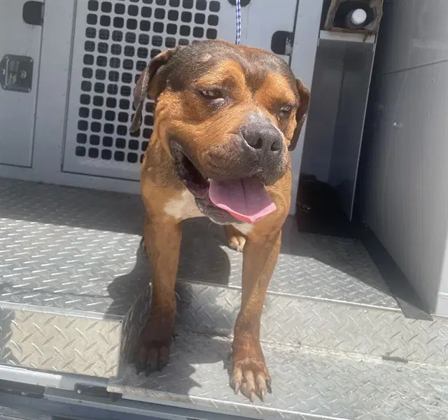 Stan - American Staffordshire Terrier