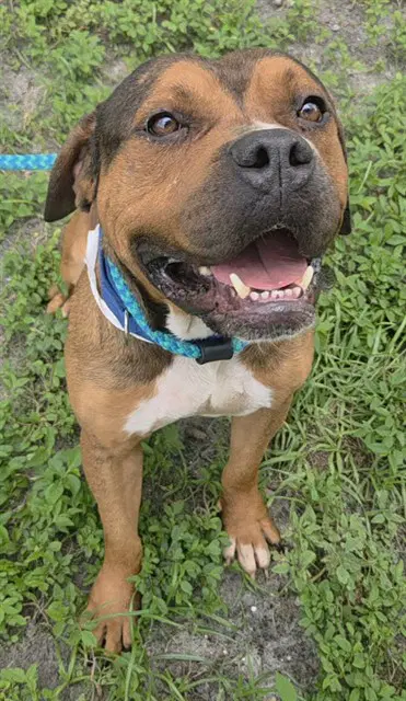 Stan - American Staffordshire Terrier
