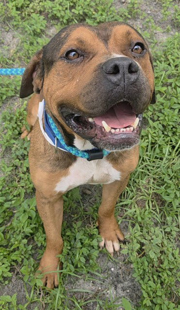 picture of the dog needing adoption