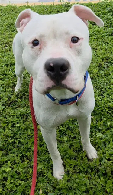 Frost - American Staffordshire Terrier
