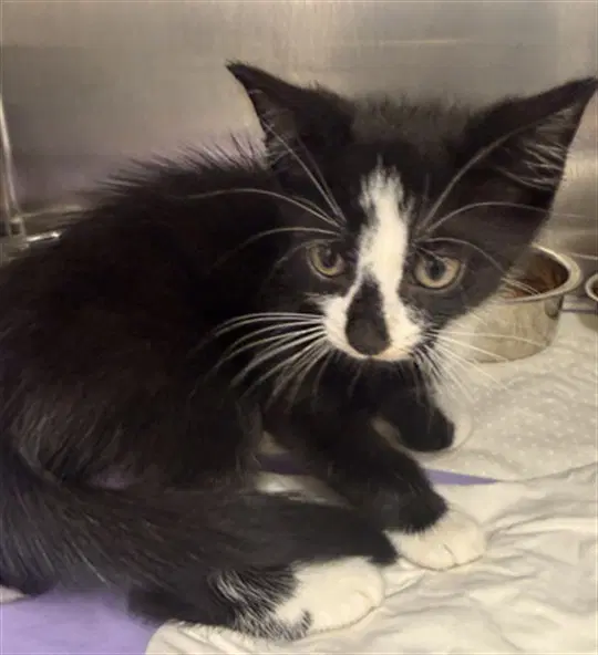 Gwaine - Domestic Short Hair
