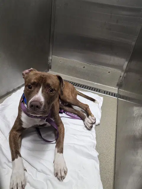 Shy Guy - American Staffordshire Terrier