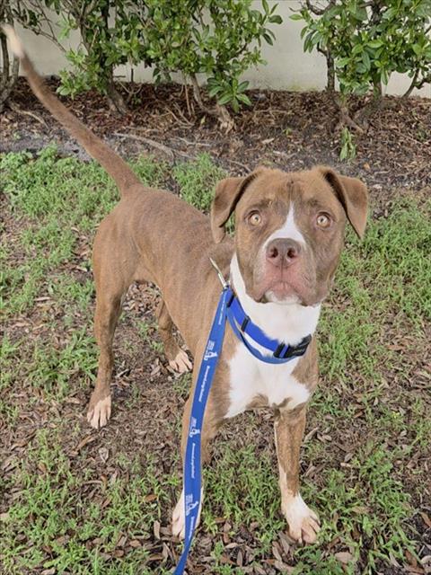 picture of the dog needing adoption