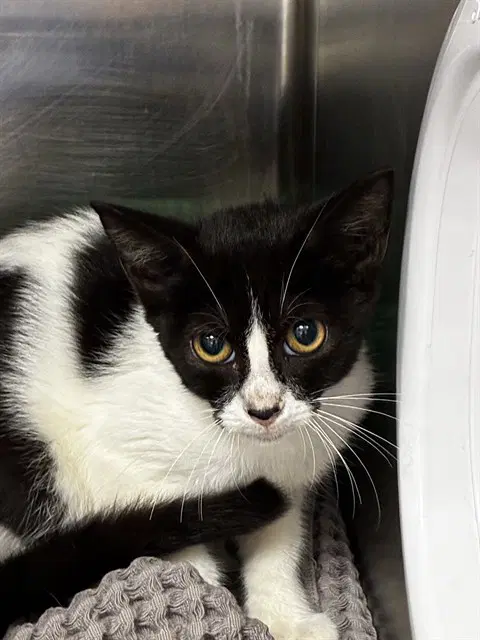 Unknown - Domestic Short Hair