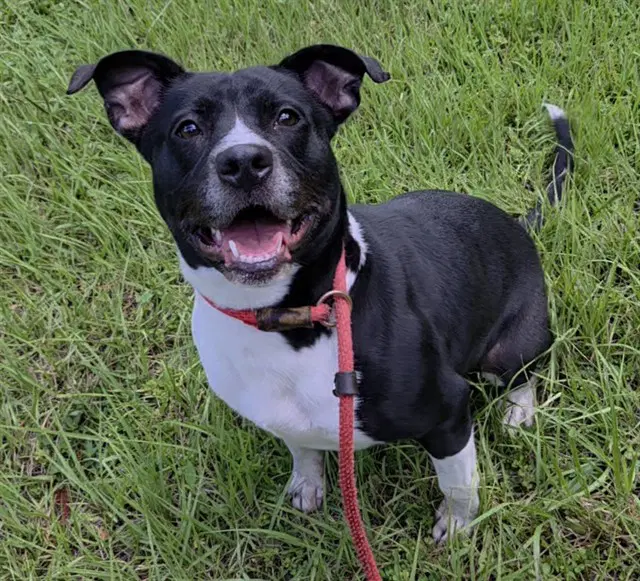 Amarya - American Staffordshire Terrier