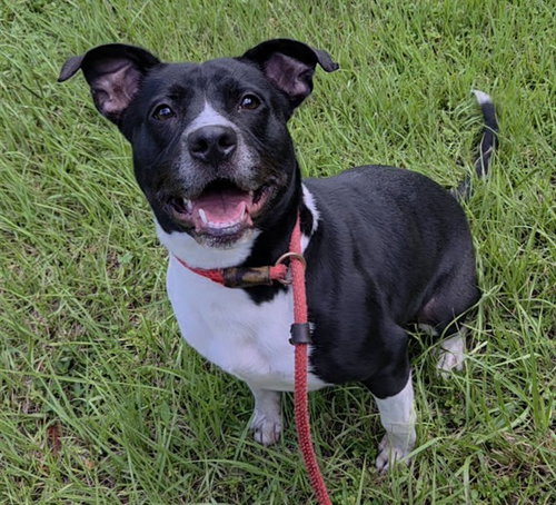 picture of the dog needing adoption