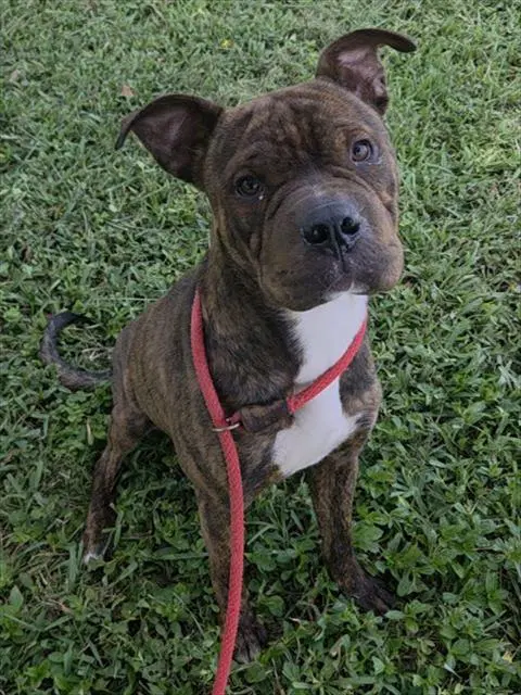 Picasso - American Staffordshire Terrier