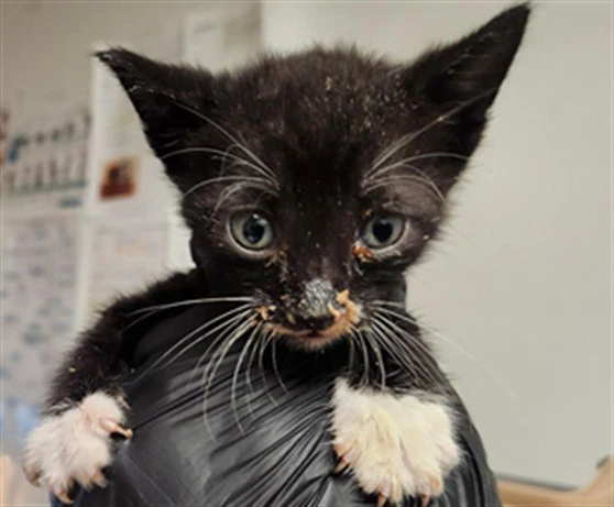 Oreo