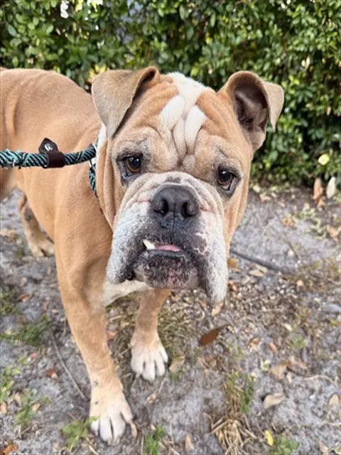 Kristo - Bulldog