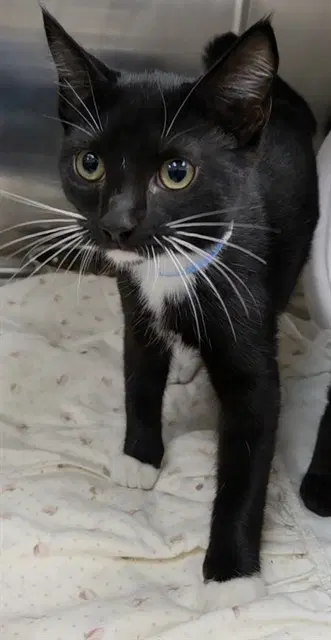 Simpson - Domestic Short Hair
