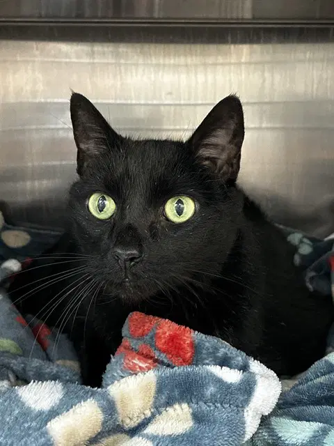 Leo - Domestic Short Hair