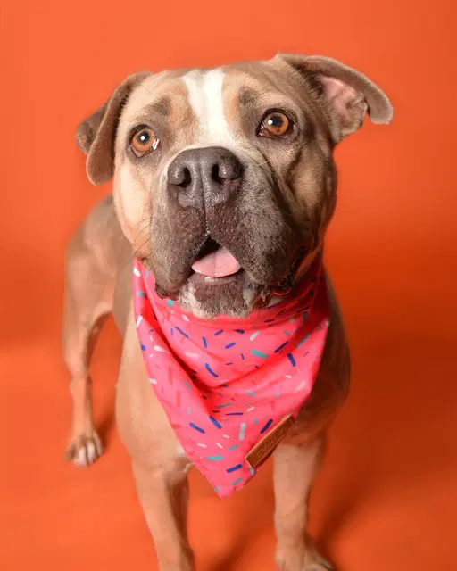 Chiffon - American Staffordshire Terrier